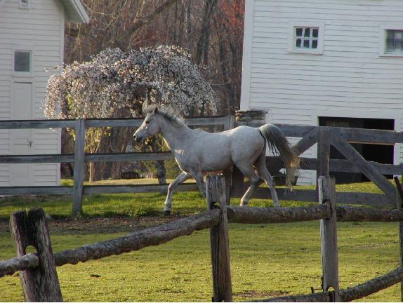 Arabian Horse Inn Sudbury Eksteriør billede