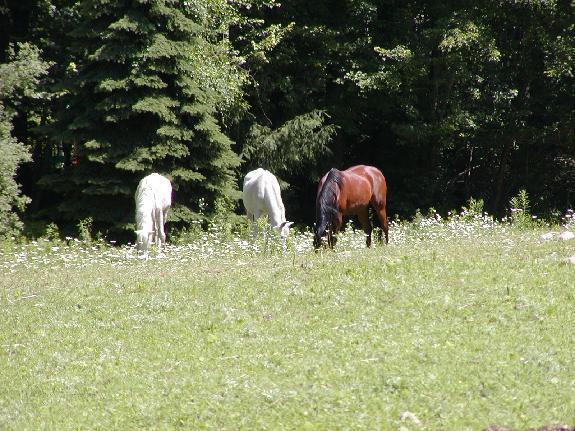 Arabian Horse Inn Sudbury Eksteriør billede